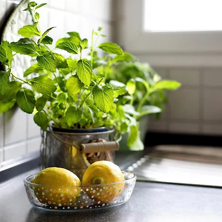 Apartament Hoell *